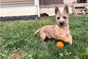 Pluto - Cairn Terrier for sale