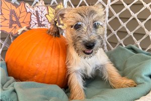 Halo - Cairn Terrier for sale