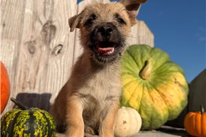 Harris - Cairn Terrier for sale