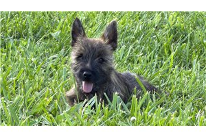 Owen - Cairn Terrier for sale