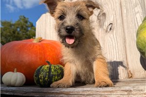 Halo - Cairn Terrier for sale