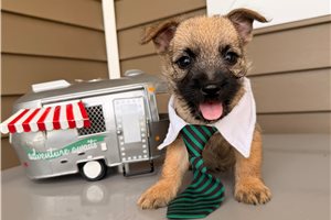 Harold - Cairn Terrier for sale