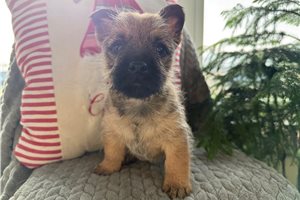 Kaleb - Cairn Terrier for sale
