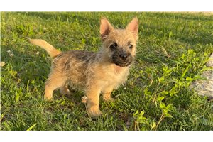 Bambi - puppy for sale