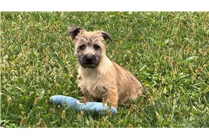 Pascal - Cairn Terrier for sale