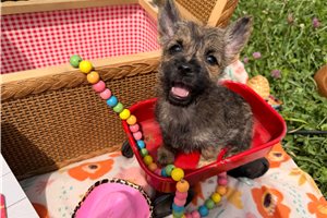 Orea - Cairn Terrier for sale