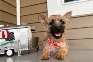 Halo - Cairn Terrier for sale
