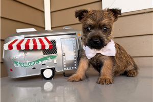 Pascal - Cairn Terrier for sale