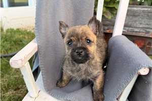 Orchid - Cairn Terrier for sale