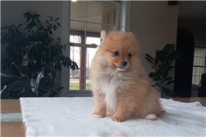 Kiara - Pomeranian for sale