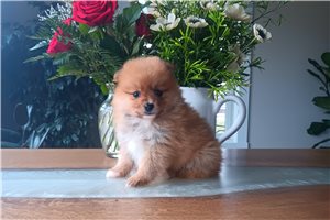 Kiara - puppy for sale
