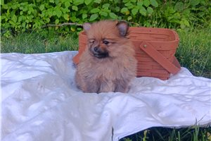 Lacey - puppy for sale