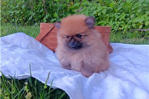 Lincoln - puppy for sale