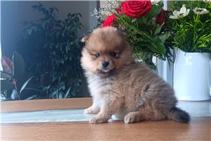 Kiki - Pomeranian for sale