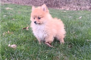 Kiara - Pomeranian for sale