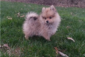 Kiki - Pomeranian for sale