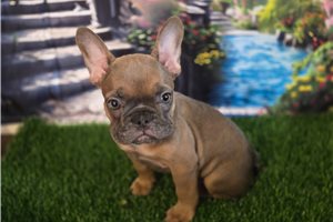 Talia | Puppies For Sale at Pawrade