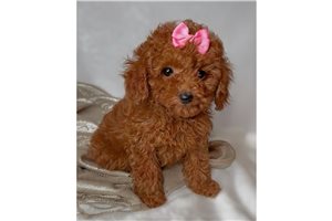 Tyra - puppy for sale