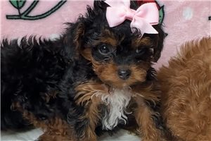 Kinsley - puppy for sale