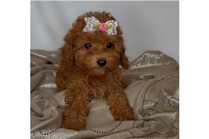 Tonya - Poodle, Toy for sale