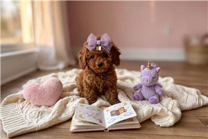 Tyra - Toy Poodle for sale
