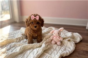 Tyra - Poodle, Toy for sale