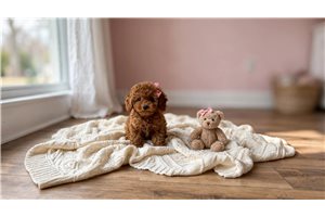 Tiffany - Toy Poodle for sale