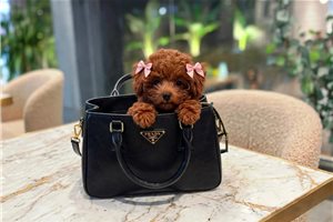 Tyra - Poodle, Toy for sale