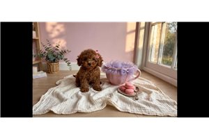 Tiffany - Poodle, Toy for sale