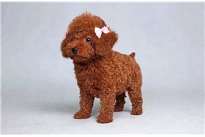 Tyra - Poodle, Toy for sale