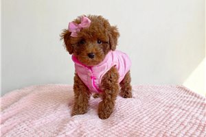 Tiffany - Poodle, Toy for sale
