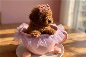 Tonya - Poodle, Toy for sale
