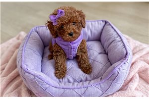 Tonya - Poodle, Toy for sale