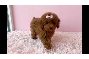 Tonya - Poodle, Toy for sale