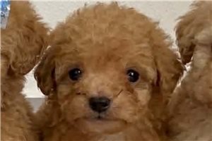 Iggy - Toy Poodle for sale