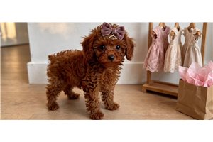 Tyra - Poodle, Toy for sale
