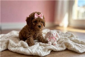 Tyra - Poodle, Toy for sale