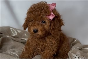 Tiffany - Poodle, Toy for sale