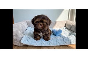 Othello - Shih Tzu for sale