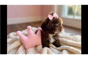 Tila - Shih Tzu for sale