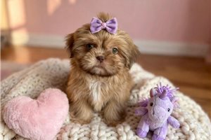 Tiki - Shih Tzu for sale