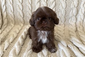 Hank - Shih Tzu for sale
