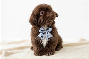 Hank - Shih Tzu for sale
