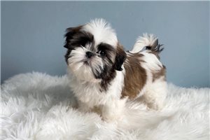 Cadet - Shih Tzu for sale
