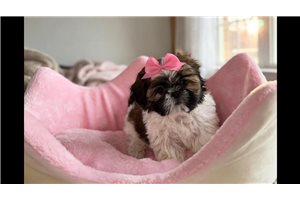 Alexa - Shih Tzu for sale