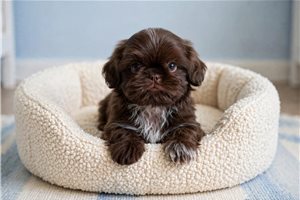 Hank - Shih Tzu for sale