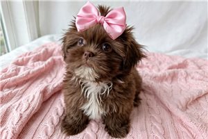Holiday - Shih Tzu for sale