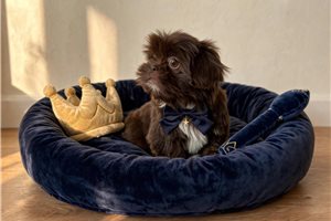 Timmy - Shih Tzu for sale