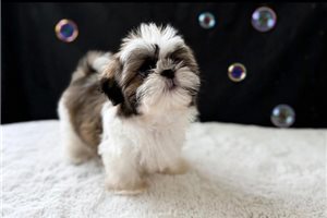 Cadet - Shih Tzu for sale