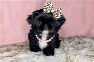 Ohana - Shih Tzu for sale